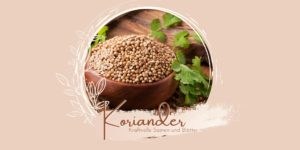Koriander - Kraftvolle Samen und Blätter